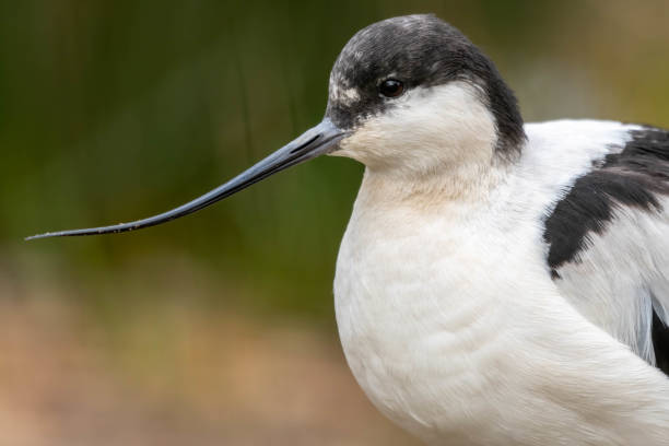 istock Side Portrait of A Pied Avocet 1189417832