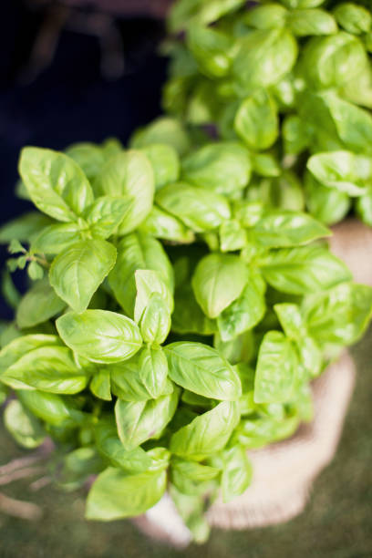 istock Fresh basil growing in the silver flower pot 1189418044