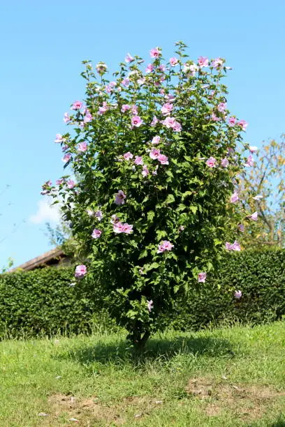 Hibiscus syriacus or Rose of Sharon or Syrian ketmia or Rose mallow or St Josephs rod flowering hardy deciduous shrub plant growing as small decorative bush filled with blooming violet and dark red trumpet shaped flowers with prominent yellow tipped white stamen surrounded with dark green leaves and uncut grass with hedge and clear blue sky in background
