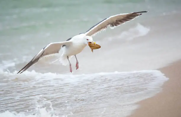 Photo of A Seagull taking a clam from the beach surf