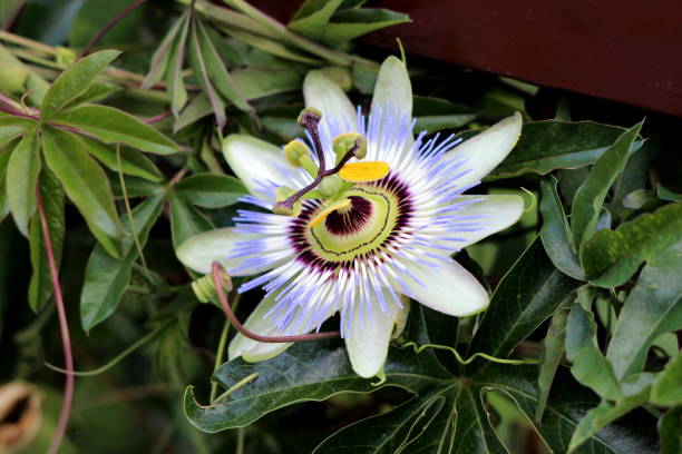 istock Passion fruit or Passiflora edulis open blooming beautiful unusual flower surrounded with dark green thick leaves 1189421543