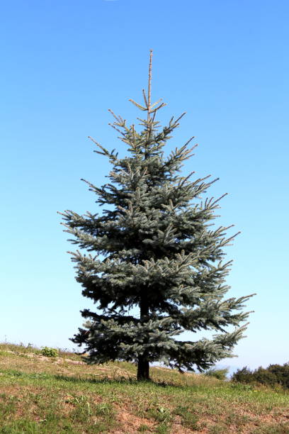 istock Silver green pine tree with dense branches growing on side of small hill surrounded with grass and clear blue sky in background 1189421576