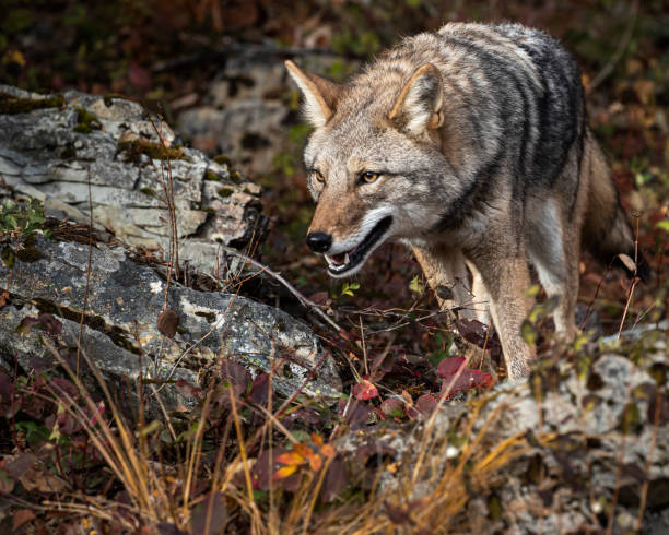 istock Coyote in Fall colors 1189424380