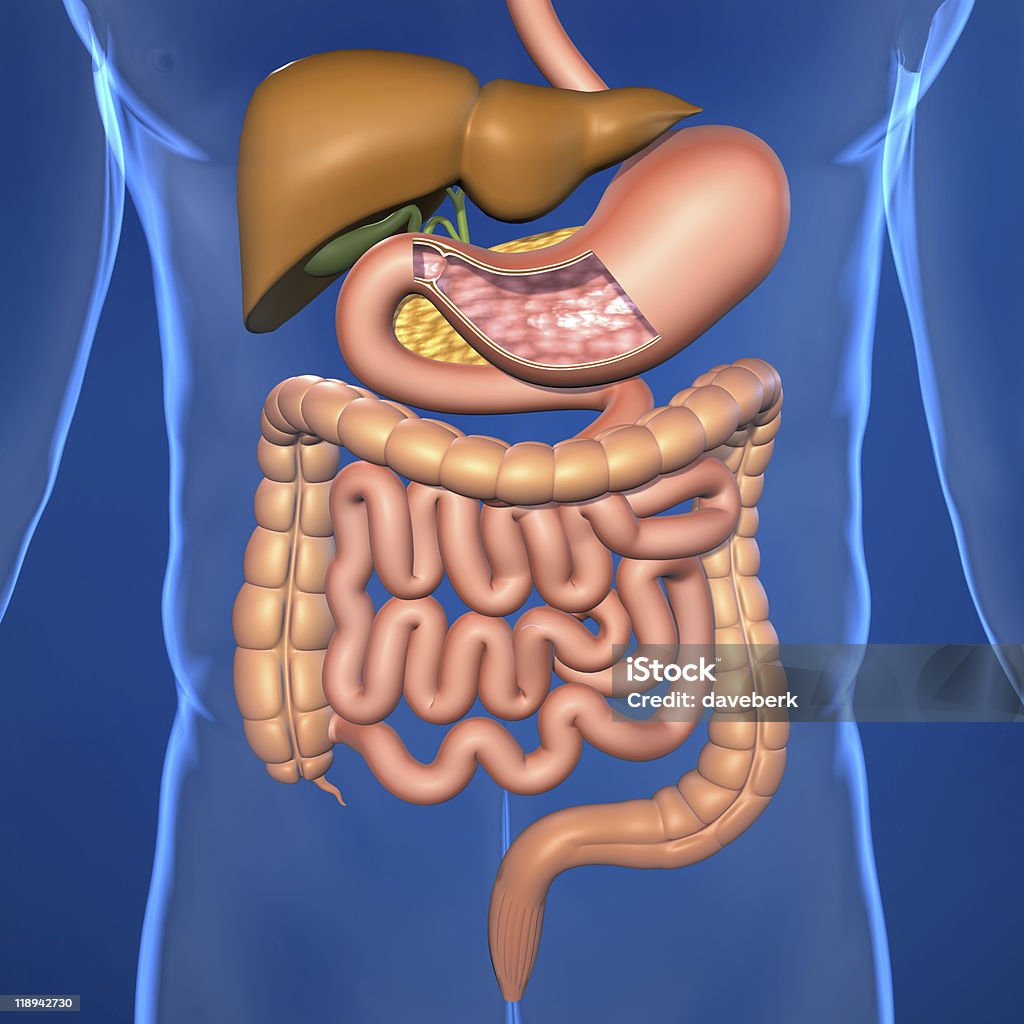 Human Digestive System Illustration  Biology Stock Photo