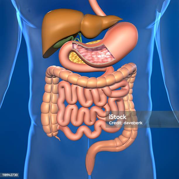 Human Digestive System Illustration Stock Photo - Download Image Now - Biology, Colon, Color Image