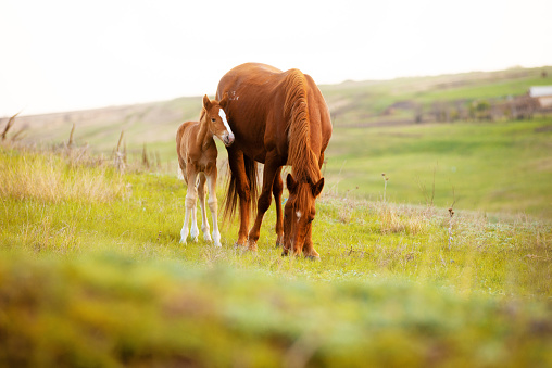 Foto de cerca de un pequeño potro y su madre caballo comiendo hierba en el campo photo