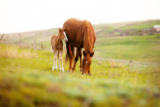 fermez-vous vers le haut de la photo d'un petit poulain et de son cheval de maman mangeant l'herbe dans le domaine - famille danimaux photos et images de collection