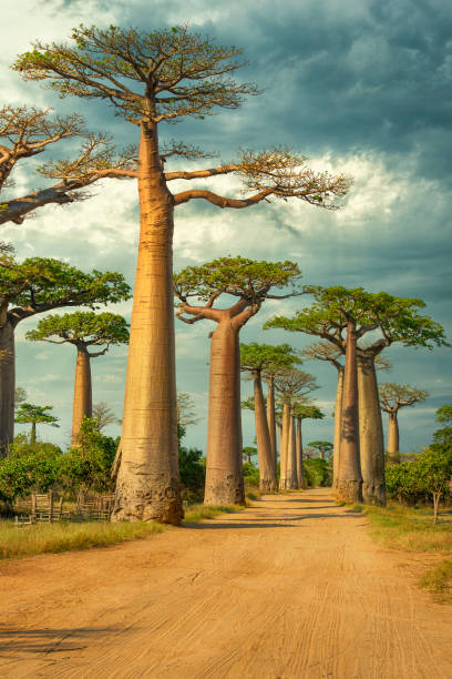 Baobab Avenue, Madagascar Row of Baobab trees (Adansonia) in Madagascar. Location: Avenue de Baobab, Western Madagascar. madagascar stock pictures, royalty-free photos & images