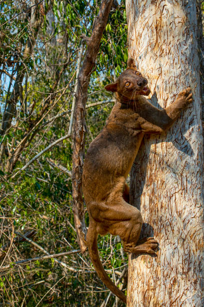 A male Fossa (Cryptoprocta ferox is climbing on a tree. SHOT IN WILDLIFE in Madagascar. A Fossa is a cat-like mammal that is endemic to Madagascar. The fossa is the largest mammalian carnivore on the island of Madagascar and could be comparedwith a small cougar.