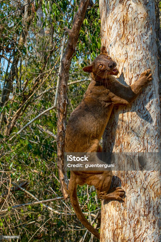 Fossa (Cryptoprocta ferox) in wildlife, Madagascar A male Fossa (Cryptoprocta ferox is climbing on a tree. SHOT IN WILDLIFE in Madagascar. A Fossa is a cat-like mammal that is endemic to Madagascar. The fossa is the largest mammalian carnivore on the island of Madagascar and could be comparedwith a small cougar. Fossa Stock Photo