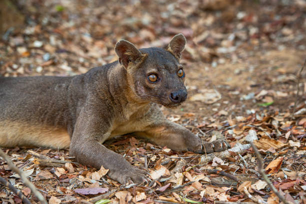 istock Fossa (Cryptoprocta ferox) in wildlife, Madagascar 1189430799