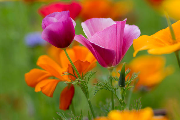 eschscholzia californica cup of gold flowers in bloom, californian field, ornamental wild plants on a meadow - poppy purple flower close up imagens e fotografias de stock