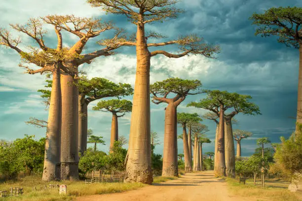 Row of Baobab trees (Adansonia) in Madagascar. Location: Avenue de Baobab, Western Madagascar.