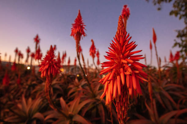 close up of Red Hot Poker Flowers