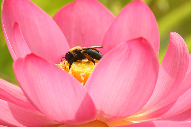 Bumblebee on Lotus Blossom stock photo