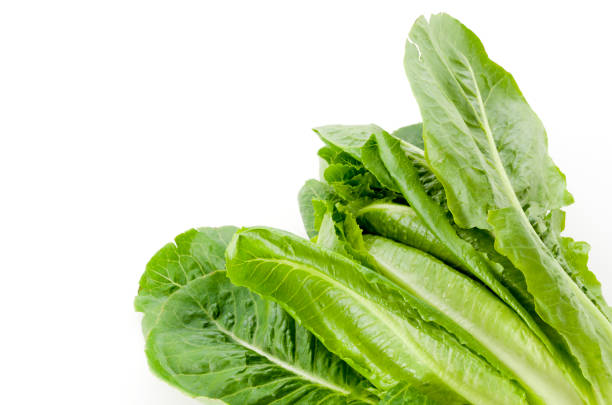 istock Fresh green Romaine Lettuce on white background 1189443806