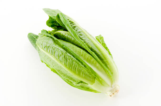 istock Fresh green Romaine Lettuce on white background 1189443816