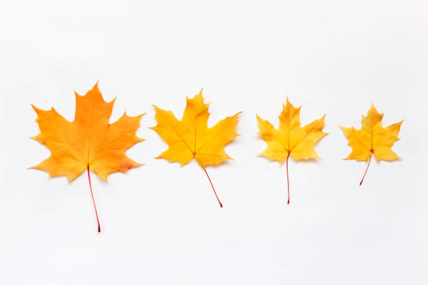 黄色の秋のカエデの葉が白い背景に並んでいます。 - sugar maple ストックフォトと画像