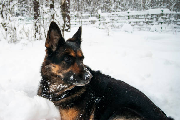 istock German shepherd lying on the snow. Rejoices in the snow. 1189445179