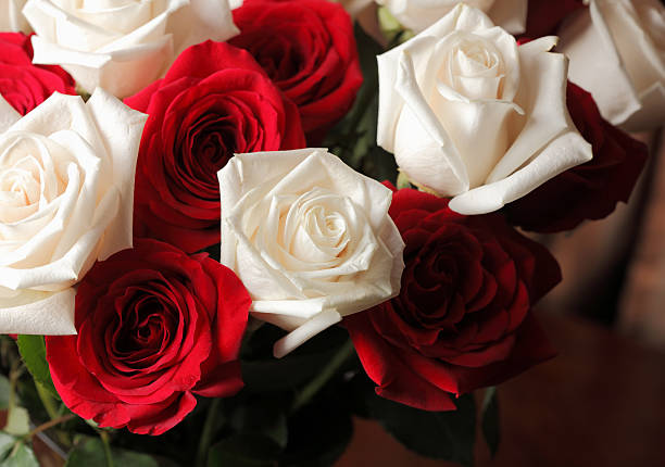 Red and White Roses stock photo