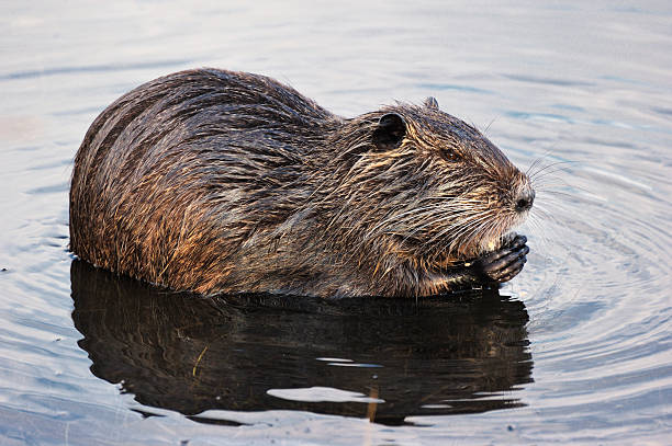 nutria stock photo