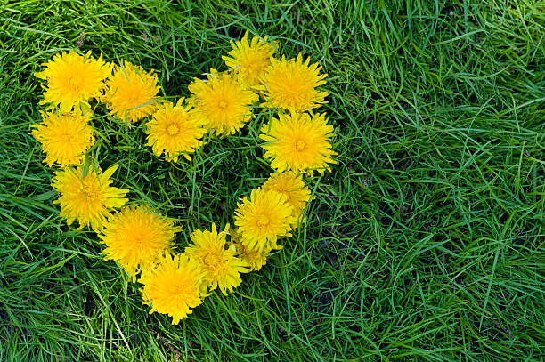 Heart of Dandelion Flowers stock photo