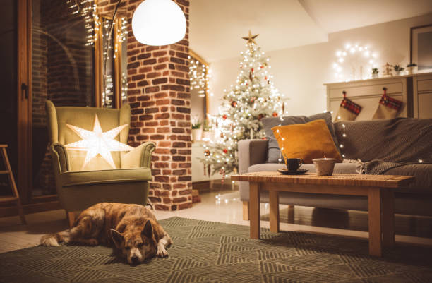giornata invernale dei cani - christmas home foto e immagini stock