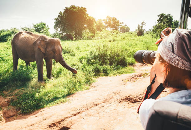 mujer fotógrafa toma una foto con cámara profesional con teleobjetivo de vehículo turístico en safari tropical en el parque natural nacional udawalawe en sri lanka - destinos turísticos fotos fotografías e imágenes de stock