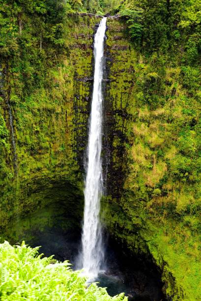 akaka falls - hamakua coast imagens e fotografias de stock