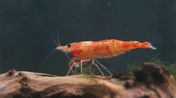 istock Aquarium freshwater shrimp 1189459683