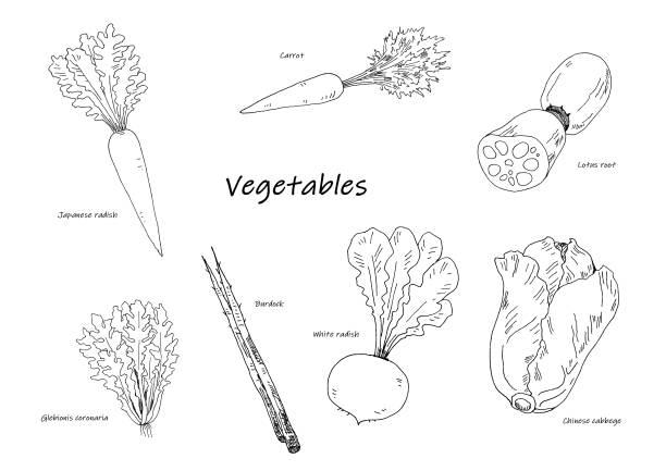 vegetables line drawing crown daisy stock illustrations