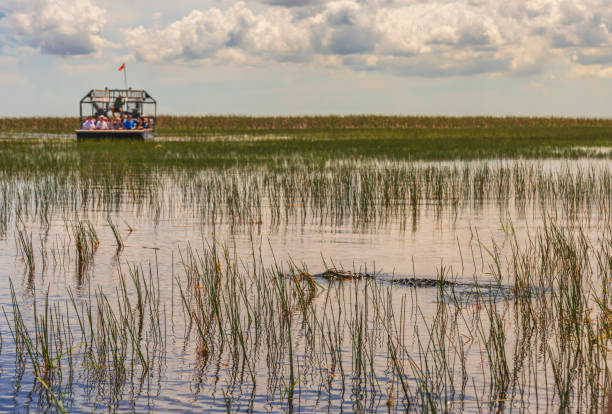 Florida Everglades airboat rides to see aligators Blue skies are reflected in the still waters of the everglades while tourists take airboat rides to visit aligators in the wild everglades national park photos stock pictures, royalty-free photos & images