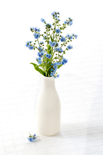 Close up of bouquet of forget-me-not flowers