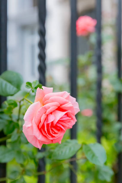 red flower rose in garden