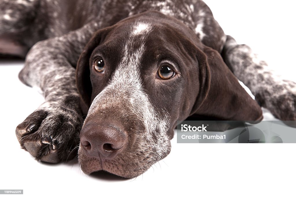 German short-haired pointer - Sadly lying dog  Cut Out Stock Photo