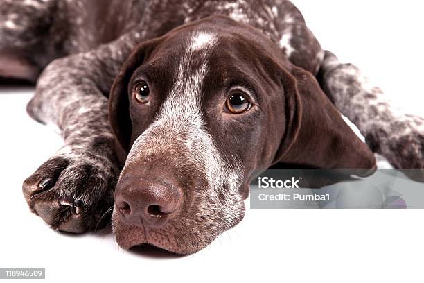 German Shorthaired Pointer Sadly Lying Dog Stock Photo - Download Image Now - Cut Out, German Short-Haired Pointer, Sadness