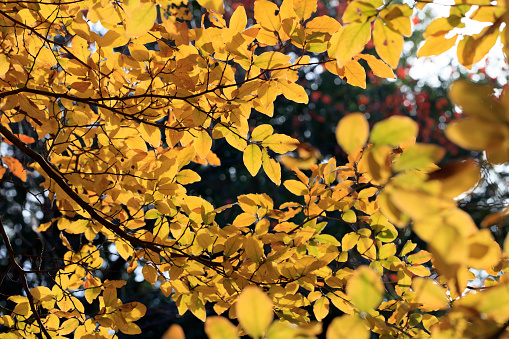 Yellow-colored Lindera glauca leaves - Autumn in tokyo