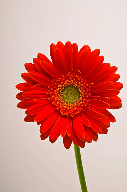 Red Gerbera Daisy stock photo