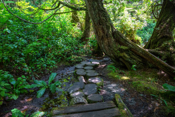 istock Botanical Beach, Port Renfrew, Vancouver Island 1189468122