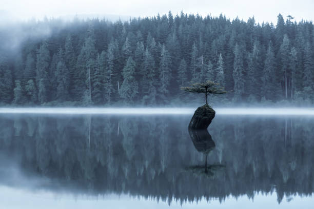 Port Renfrew, Vancouver Island Port Renfrew, Vancouver Island, British Columbia, Canada. View of an Iconic Bonsai Tree at the Fairy Lake during a misty summer sunrise. Artistic Render port renfrew stock pictures, royalty-free photos & images