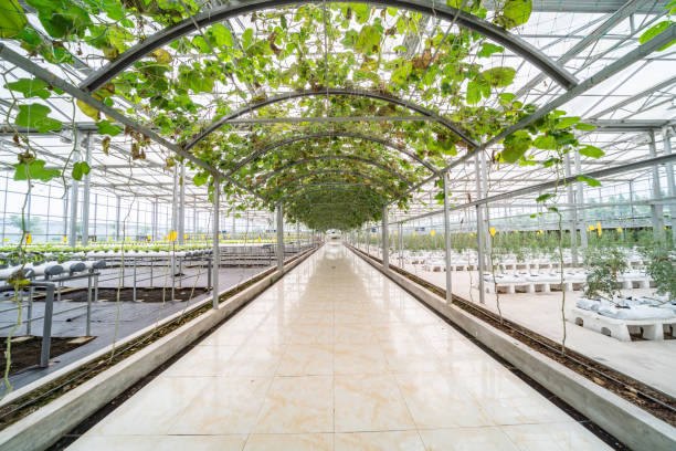 istock Indoor vegetable farming 1189468927