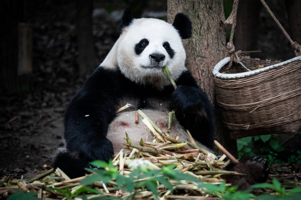 게으른 큰 뚱뚱한 자이언트 팬더의 초상화는 바구니에서 대나무를 먹고있다. 중국 쓰촨 성 청두. 멸종 위기에 처한 야생 동물. - panda giant panda china eating 뉴스 사진 이미지