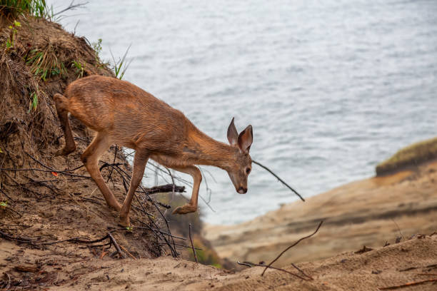 małe jelenie w lesie jedzą podczas deszczowego letniego dnia - cape kiwanda state park zdjęcia i obrazy z banku zdjęć