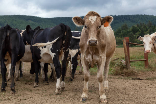 istock A herd of Cows on a Farm during a cloudy summer day 1189471089