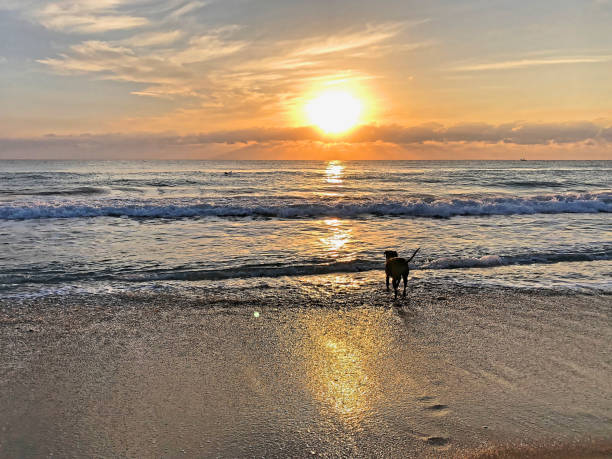 istock morning at the Miami ocean beach 1189471837