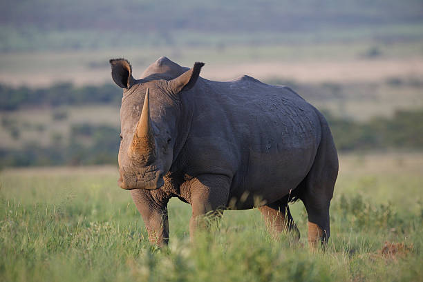 istock White rhino (Ceratotherium simum), grazing and watching the phot 118947232