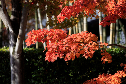 Red-colored Acer japonicum leaves - Autumn in tokyo