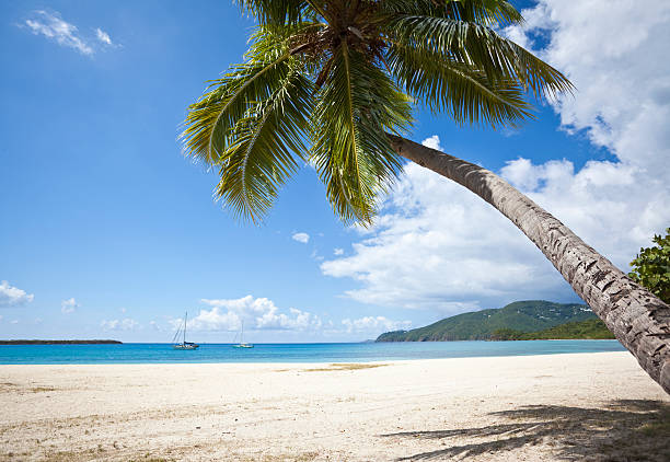 istock Palm tree on a tropical beach in US Virgin Islands 118947428