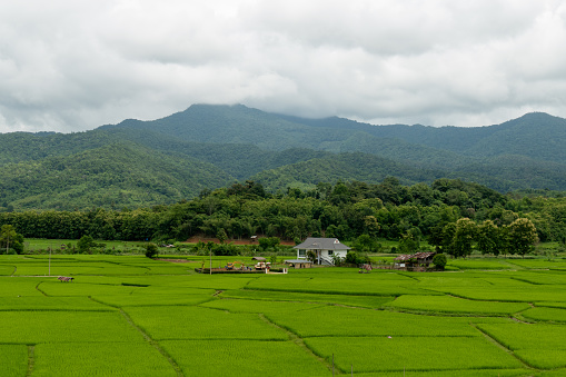 Fotografía aérea de campos de arroz y montañas photo
