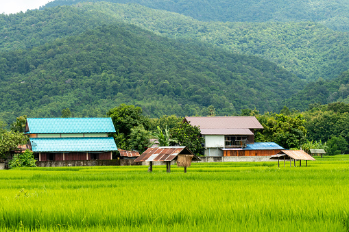 Fotografía aérea de campos de arroz y montañas photo